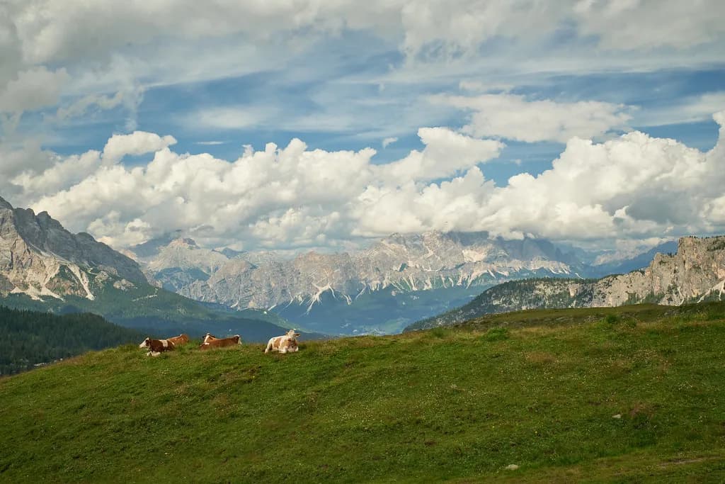 Cortina Ski Lessons: Formats, Booking and Meeting Points