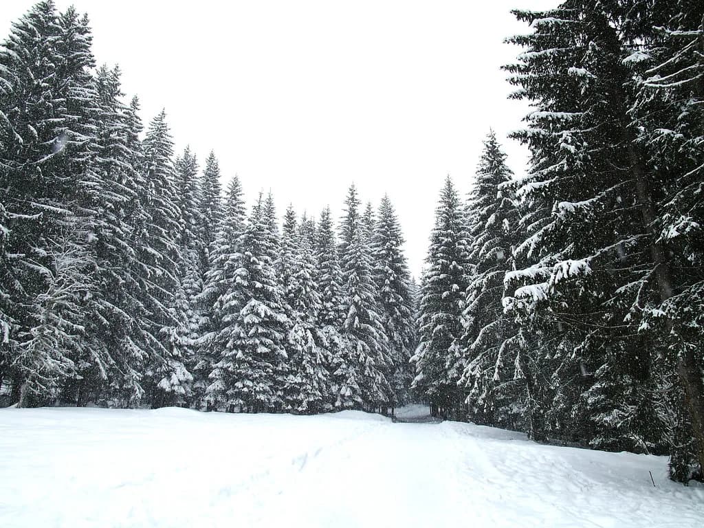 Les Gets Skiing in March: Late-Season Ski Guide