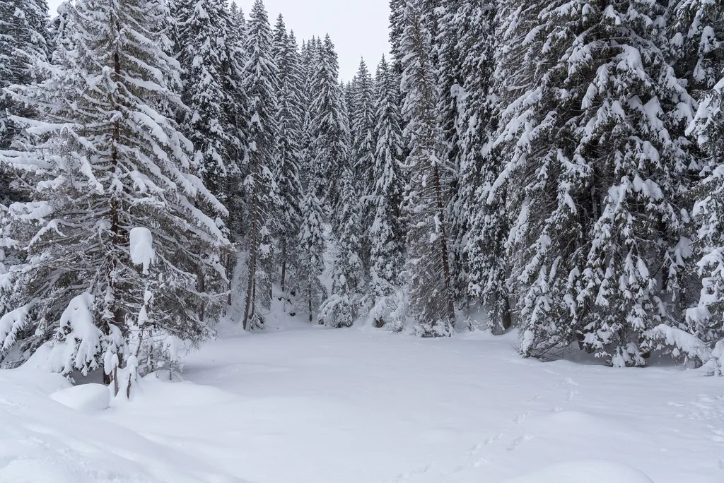 AEM, Arosa
