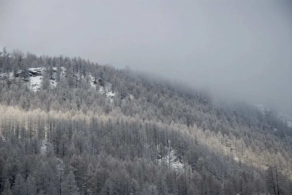 Mountain forest, Saas-Fee