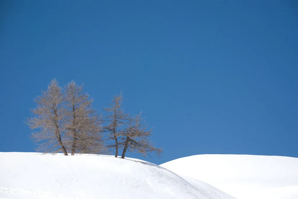 Trees and sky, Serre Chevalier