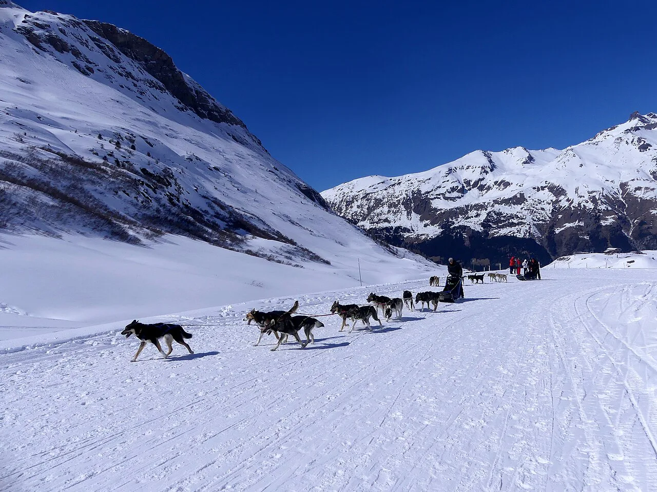 Chiens de traineaux au Mont-Cenis (mars, Val Cenis